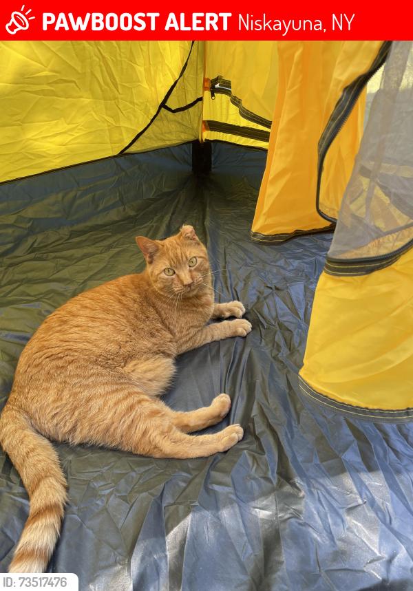 Lost Male Cat last seen Stuyvesant, Niskayuna, NY 12309