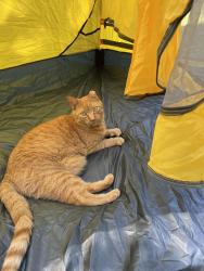 Lost Male Cat last seen Stuyvesant, Niskayuna, NY 12309