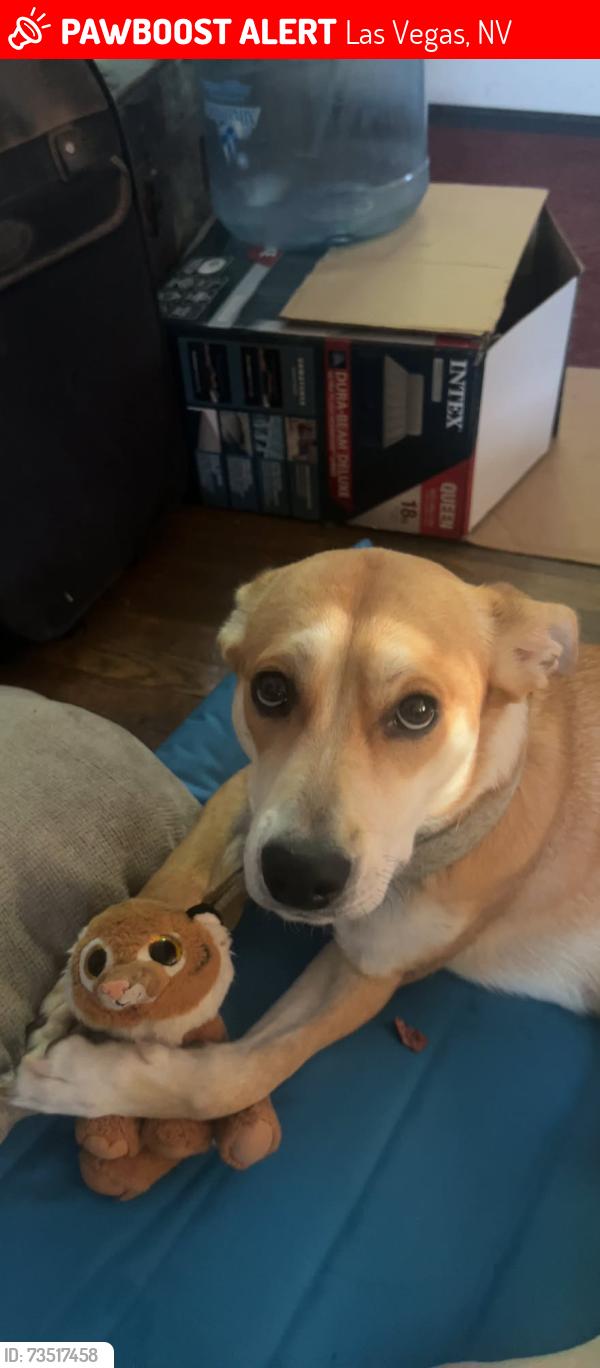Lost Female Dog last seen Judson, Las Vegas, NV 89115