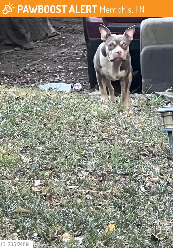Found/Stray Male Dog last seen Woodland Hills, Memphis, TN 38128