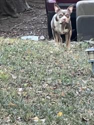 Found/Stray Male Dog last seen Woodland Hills, Memphis, TN 38128