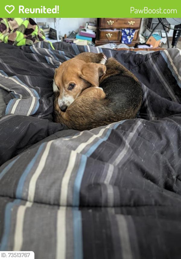 Reunited Male Dog last seen Osuna and Pennsylvania, Albuquerque, NM 87109