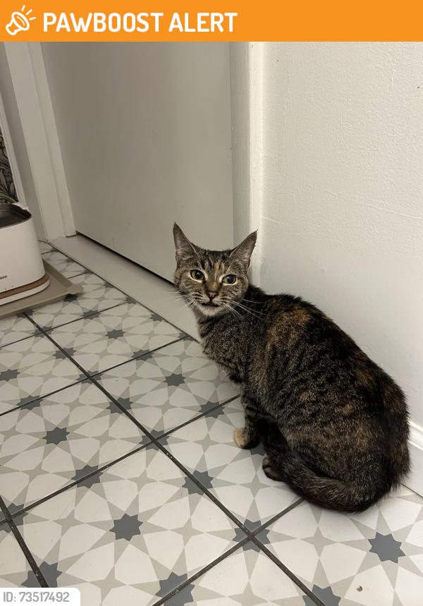 Found/Stray Unknown Cat last seen 13-1500 block in the cndmniums at Ravens Crest, Plainsboro Township, NJ 08536