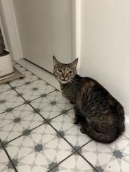 Found/Stray Unknown Cat last seen 13-1500 block in the cndmniums at Ravens Crest, Plainsboro Township, NJ 08536