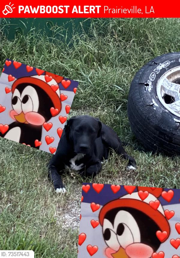 Lost Male Dog last seen PRAIRIEVILLE Roy, Prairieville, LA 70769