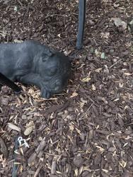 Reunited Female Dog last seen Lichen Dr & Tanoak, Citrus Heights, Citrus Heights, CA 95621