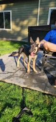Reunited Female Dog last seen Near 327th cr Ne Carnation Wa, Carnation, WA 98014
