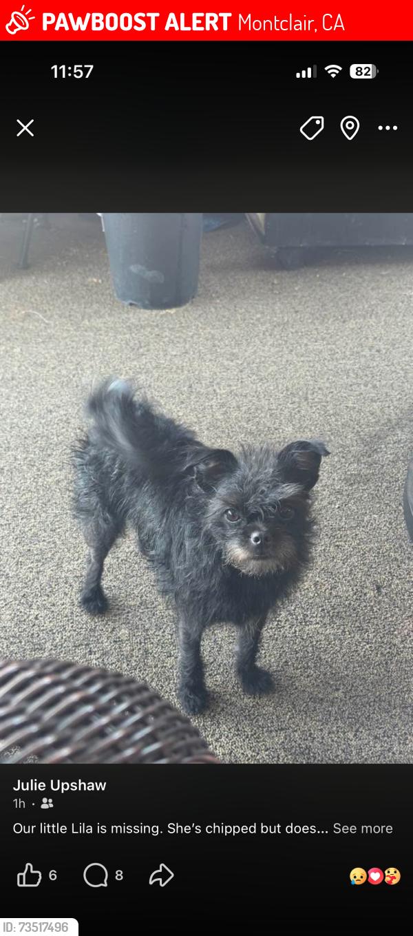 Lost Female Dog last seen Rosewood and Montevista ave, Montclair, Montclair, CA 91763