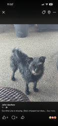 Lost Female Dog last seen Rosewood and Montevista ave, Montclair, Montclair, CA 91763