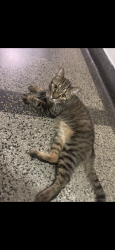 Lost Male Cat last seen Near w 117th st, 10026, New York, NY 10026