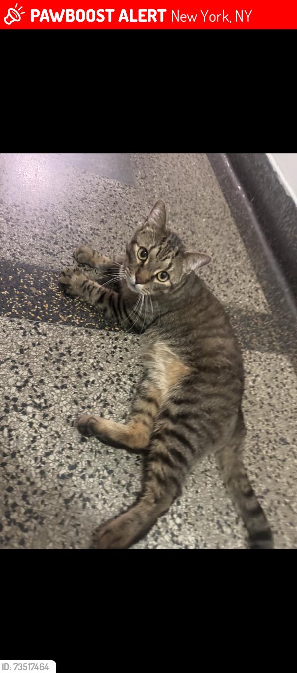 Lost Male Cat last seen Near w 117th st, 10026, New York, NY 10026
