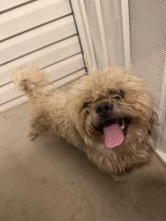 Found/Stray Male Dog last seen 67th ave and McDowell, Phoenix, AZ 85035