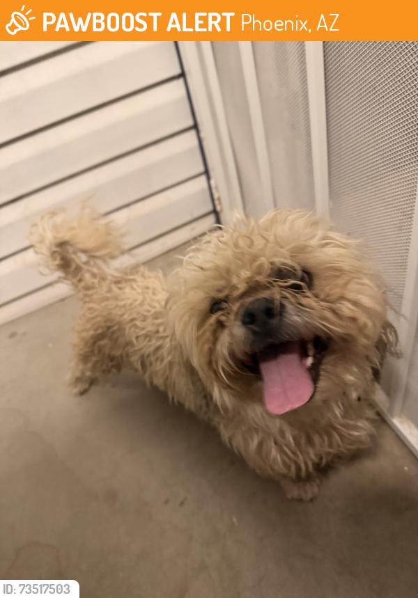 Found/Stray Male Dog last seen 67th ave and McDowell, Phoenix, AZ 85035