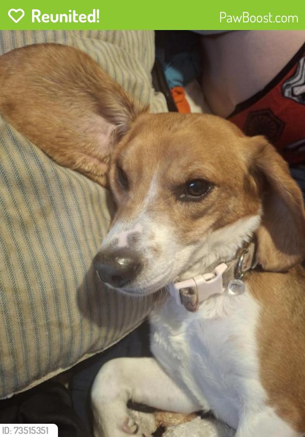 Reunited Male Dog last seen Ozuna golf course, Albuquerque, NM 87109
