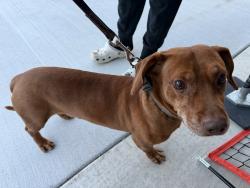 Found/Stray Male Dog last seen Harmony school s. Hulen st., Fort Worth, TX 76123