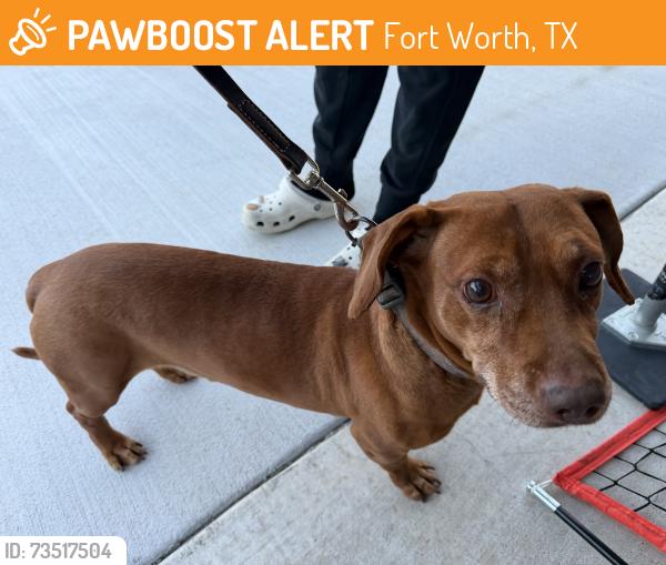 Found/Stray Male Dog last seen Harmony school s. Hulen st., Fort Worth, TX 76123