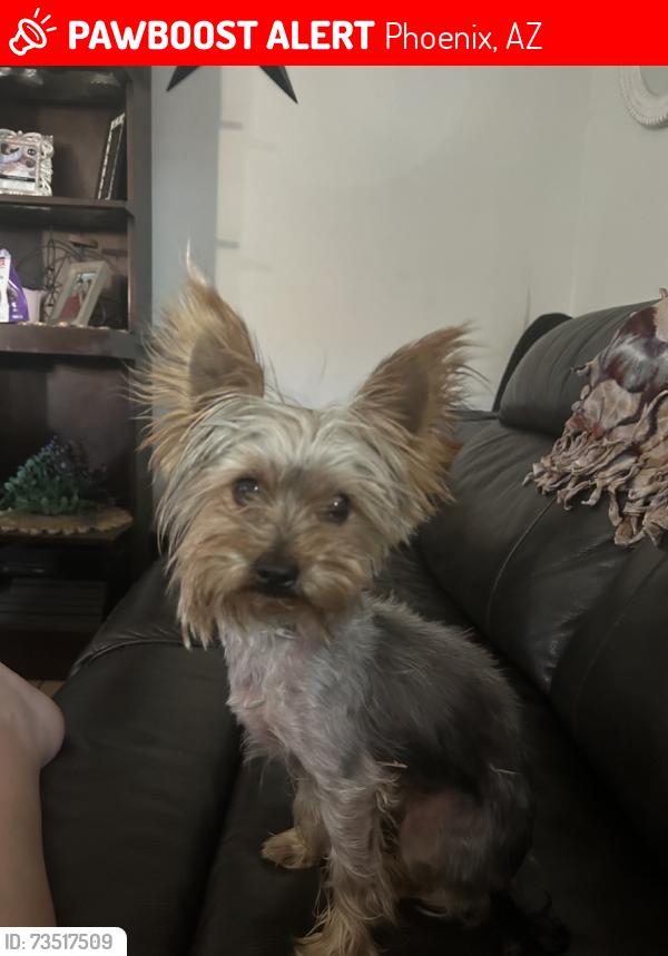 Lost Female Dog last seen Southern baseline, Phoenix, AZ 85042