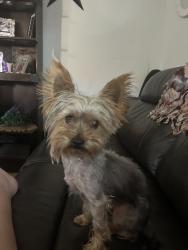 Lost Female Dog last seen Southern baseline, Phoenix, AZ 85042