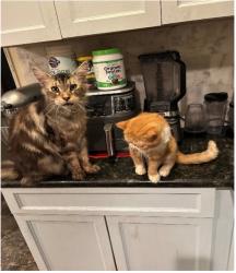 Lost Male Cat last seen Roger’s and Carmelita, Los Angeles, CA 90063