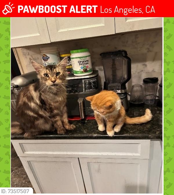 Lost Male Cat last seen Roger’s and Carmelita, Los Angeles, CA 90063