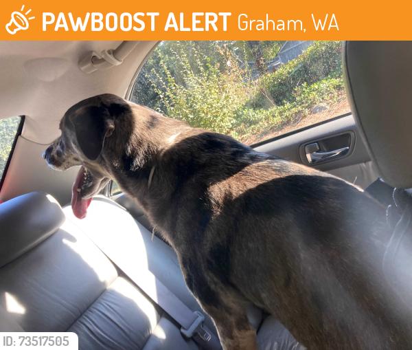 Found/Stray Male Dog last seen Orting kapowsin hwy by the veterans home, Graham, WA 98338