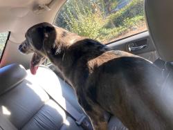 Found/Stray Male Dog last seen Orting kapowsin hwy by the veterans home, Graham, WA 98338