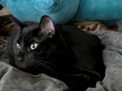 Reunited Male Cat last seen Anorth Fremont and 205th, Shoreline, WA 98133