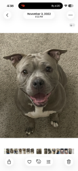 Reunited Female Dog last seen Norberg park, Tulsa, OK 74146