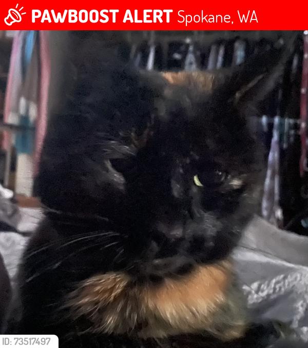Lost Female Cat last seen Alameda and Wellsley, Spokane, WA 99205