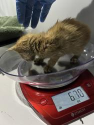 Shelter Stray Male Cat last seen Kempsville Road, VIRGINIA BEACH, VA, 23464, 341 S Birdneck Rd, Virginia Beach, VA 23451, USA
