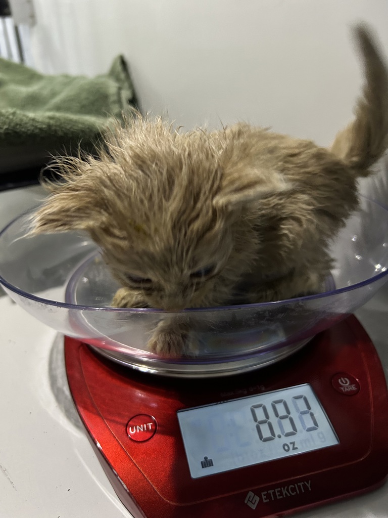 Shelter Stray Male Cat last seen Kempsville Road, VIRGINIA BEACH, VA, 23464, 341 S Birdneck Rd, Virginia Beach, VA 23451, USA