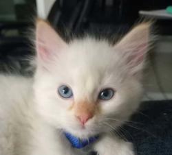 Shelter Stray Male Cat last seen SE 317th/Division, OR, 1700 W Historic Columbia River Hwy, Troutdale, OR 97060, USA