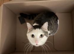 Shelter Stray Male Cat last seen OR, 1700 W Historic Columbia River Hwy, Troutdale, OR 97060, USA