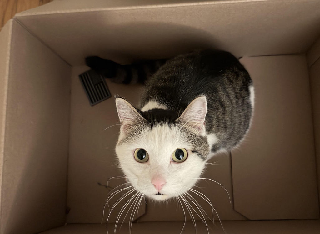 Shelter Stray Male Cat last seen OR, 1700 W Historic Columbia River Hwy, Troutdale, OR 97060, USA