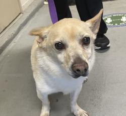 Shelter Stray Male Dog last seen 223rd/ Stark, GRESHAM, OR, 97030, 1700 W Historic Columbia River Hwy, Troutdale, OR 97060, USA