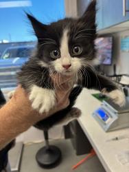 Shelter Stray Male Cat last seen Near W Alpha Drive, Magna Township, UT, 84044, 511 W 3900 S, Salt Lake City, UT 84123, USA