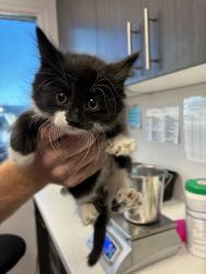Shelter Stray Female Cat last seen Near W Alpha Drive, Magna Township, UT, 84044, 511 W 3900 S, Salt Lake City, UT 84123, USA