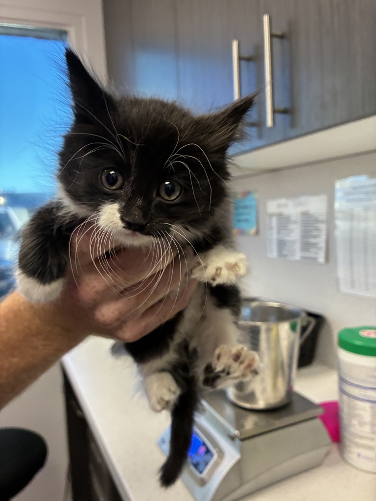 Shelter Stray Female Cat last seen Near W Alpha Drive, Magna Township, UT, 84044, 511 W 3900 S, Salt Lake City, UT 84123, USA