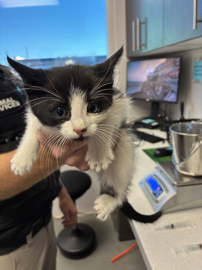 Shelter Stray Male Cat last seen Near W Alpha Drive, Magna Township, UT, 84044, 511 W 3900 S, Salt Lake City, UT 84123, USA