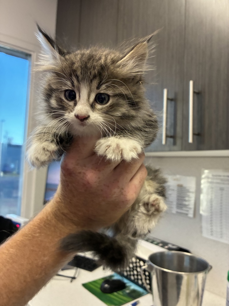 Shelter Stray Female Cat last seen Near W Alpha Drive, Magna Township, UT, 84044, 511 W 3900 S, Salt Lake City, UT 84123, USA