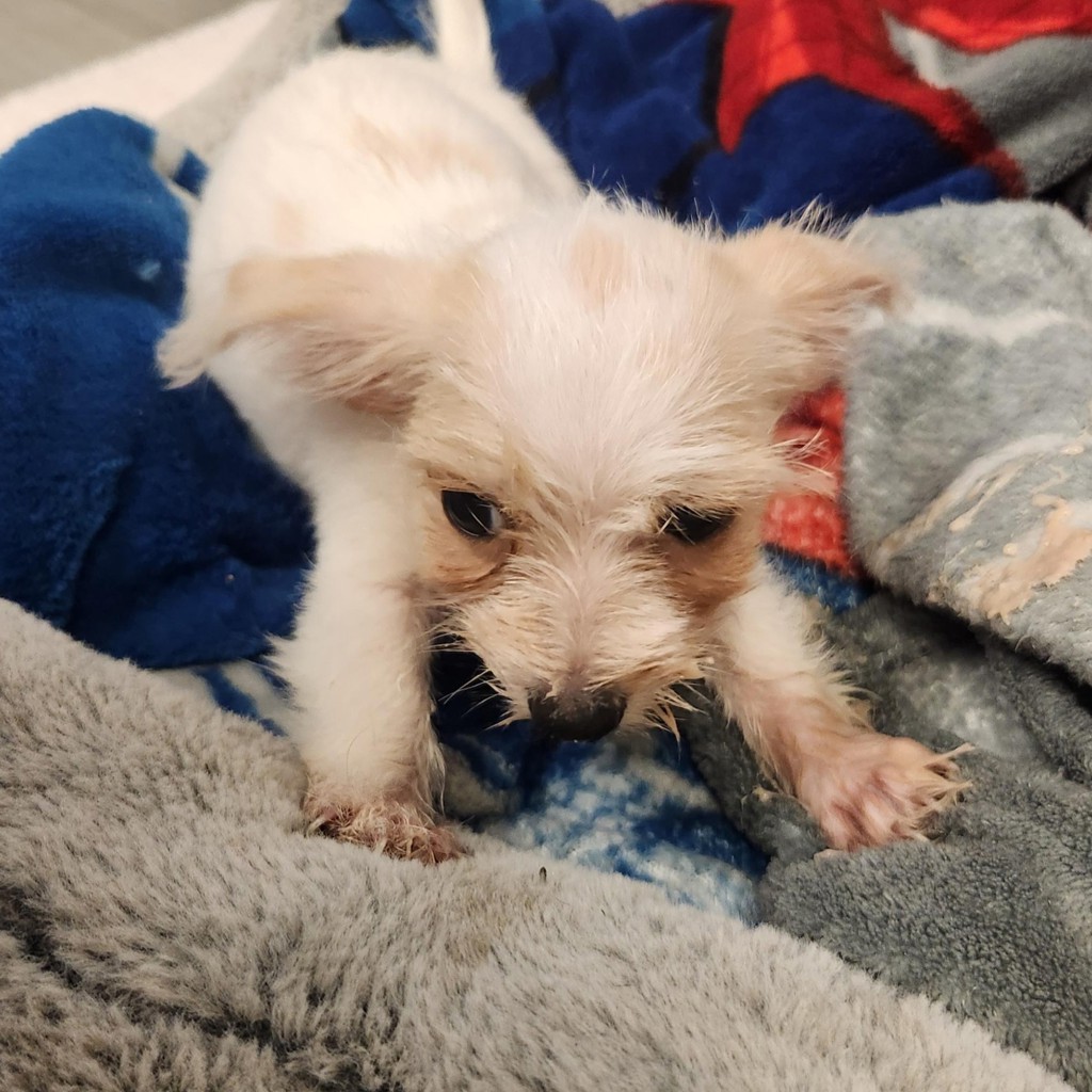 Shelter Stray Male Dog last seen 53rd Avenue, OAKLAND, CA, 94621, 8323 Baldwin St, Oakland, CA 94621, USA