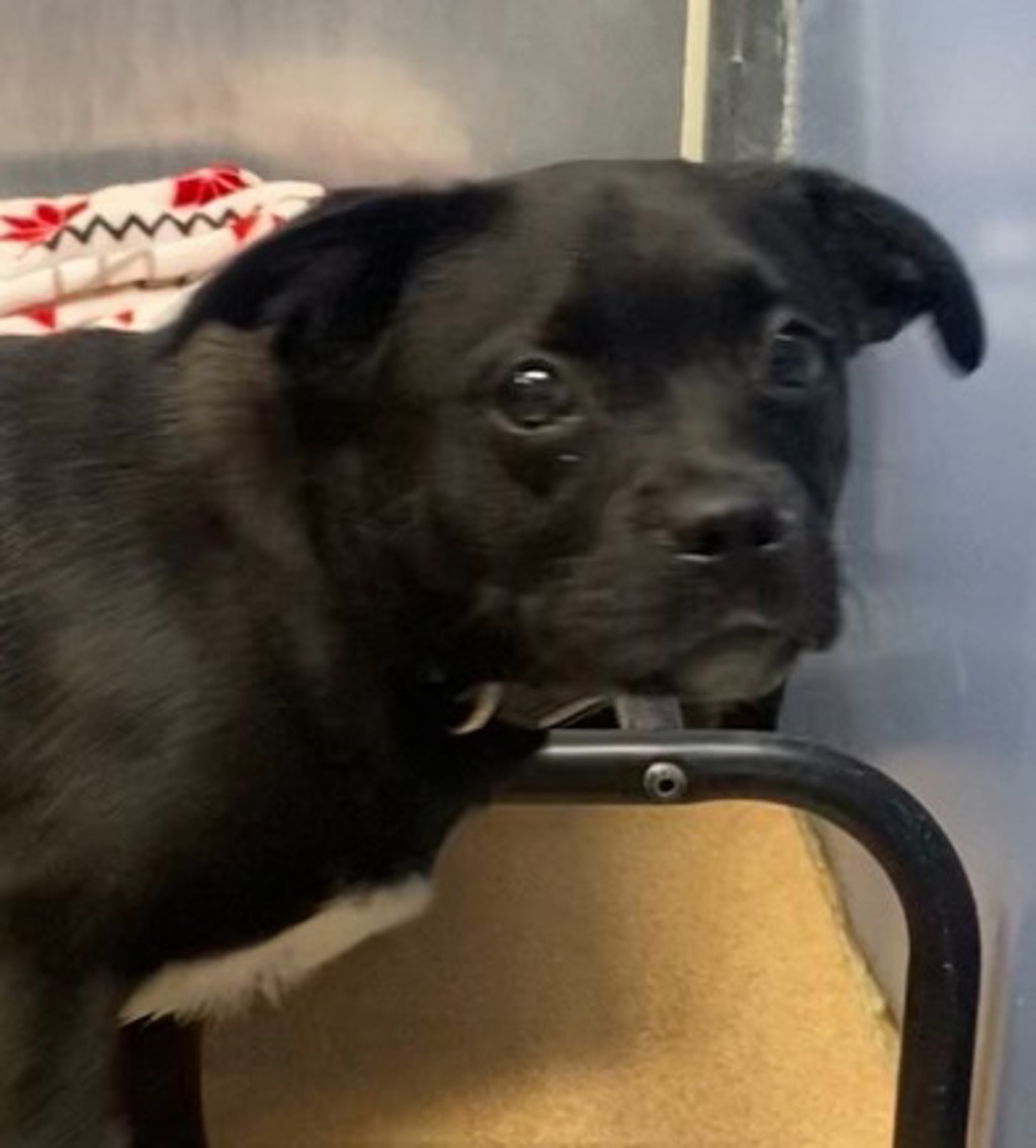 Shelter Stray Male Dog last seen Near Trojan Avenue, San Diego, CA, 92115, 5500 Gaines St, San Diego, CA 92110, USA