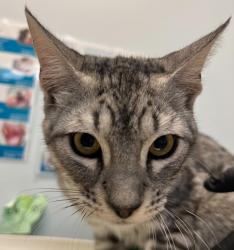 Shelter Stray Male Cat last seen corner of evers and voltaire, San Diego, CA, 92107, 5500 Gaines St, San Diego, CA 92110, USA