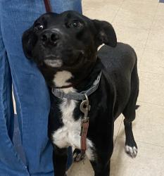Shelter Stray Female Dog last seen Near Taylor Street, San Diego, CA, 92110, 5500 Gaines St, San Diego, CA 92110, USA