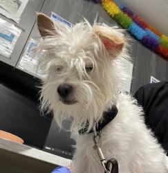 Shelter Stray Male Dog last seen W Washington Avenue, Escondido, CA, 92025, Escondido, CA 92027, USA