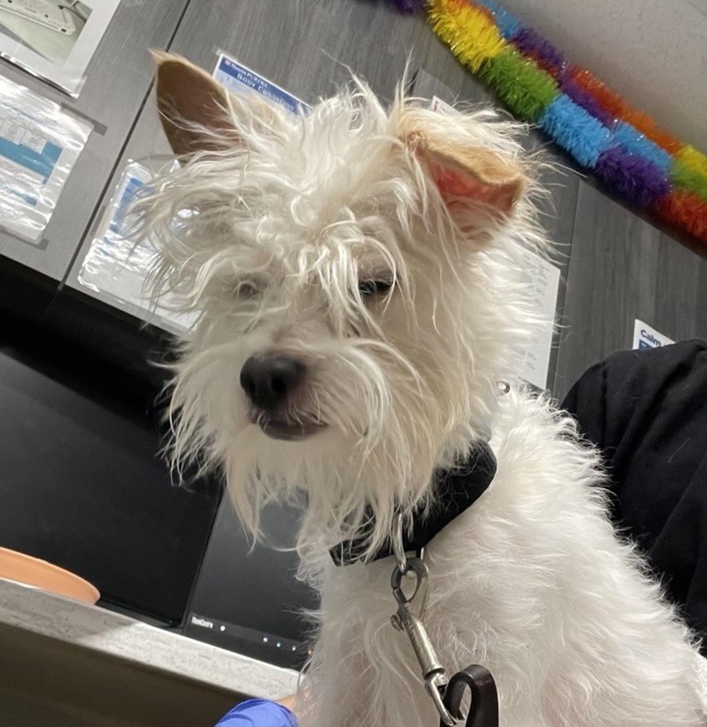 Shelter Stray Male Dog last seen W Washington Avenue, Escondido, CA, 92025, Escondido, CA 92027, USA