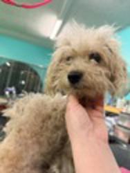 Shelter Stray Male Dog last seen Near Sandalwood Drive, El Cajon, CA, 92021, El Cajon, CA 92020, USA