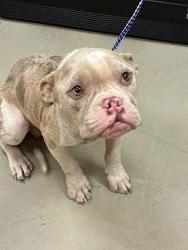 Shelter Stray Unknown Dog last seen Wiggy Way, AUSTIN, TX, 78747, 7201 Levander Loop bldg a, Austin, TX 78702, USA