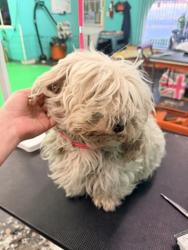 Shelter Stray Male Dog last seen Near Sandalwood Drive, El Cajon, CA, 92021, El Cajon, CA 92020, USA