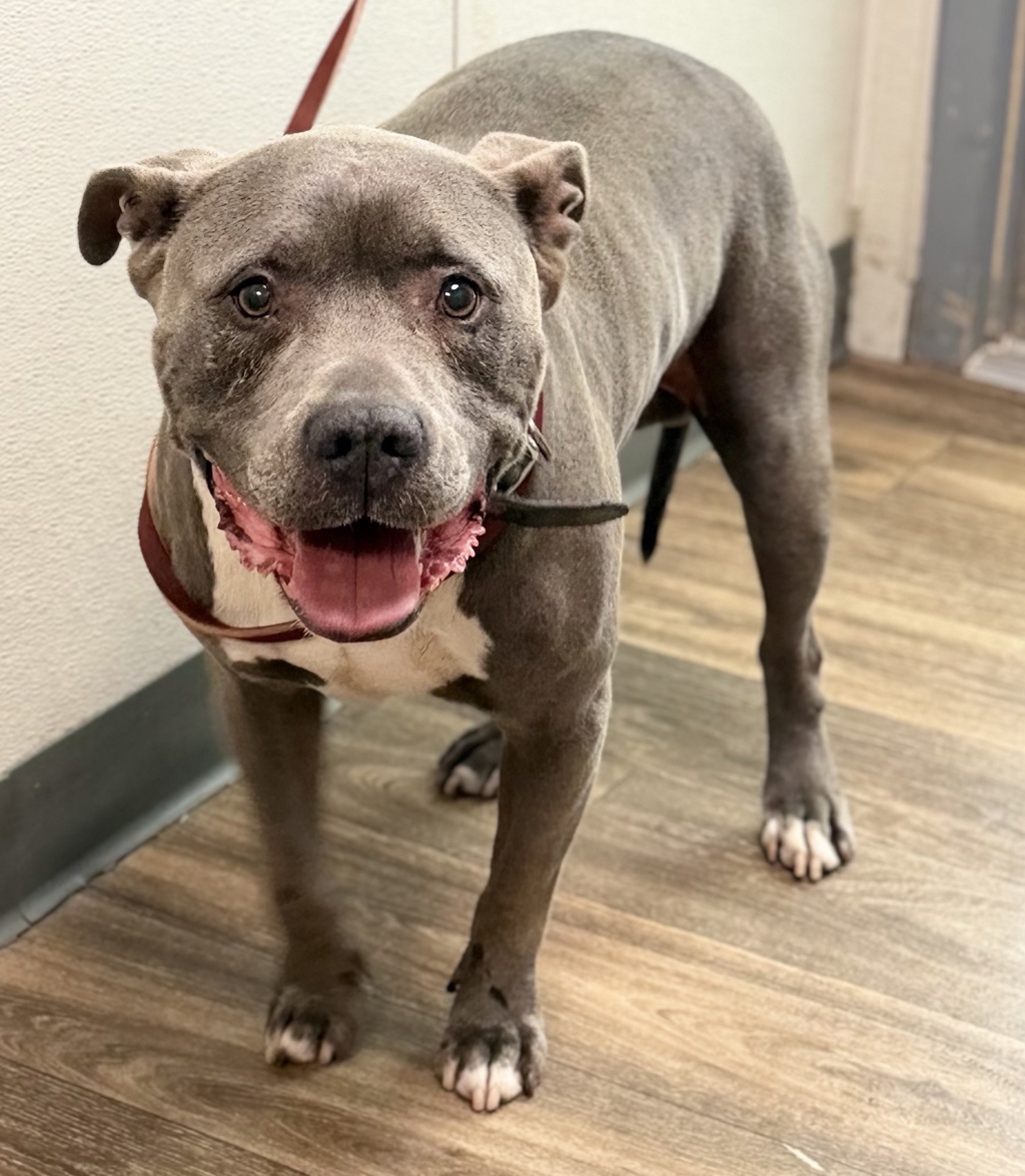 Shelter Stray Male Dog last seen Near Portobelo Drive, San Diego, CA, 92124, 5500 Gaines St, San Diego, CA 92110, USA